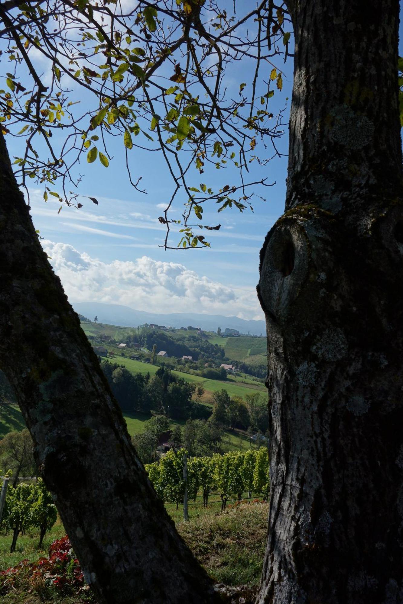Das Weinberghaus Ratsch an der Weinstrasse Exterior photo